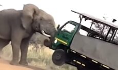 Vídeo impressionante: elefante descontrolado ataca violentamente caminhão com turistas