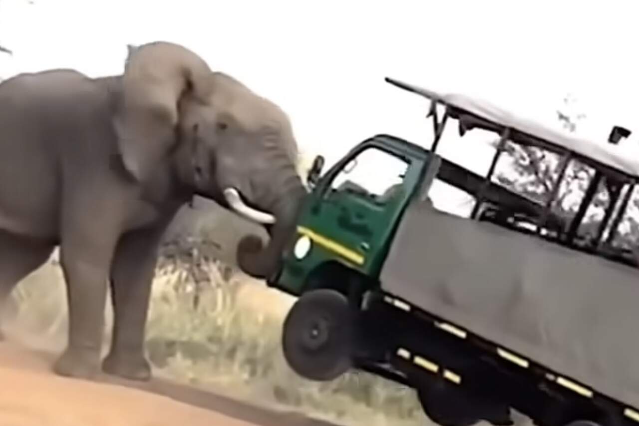 Vídeo impressionante: elefante descontrolado ataca violentamente caminhão com turistas