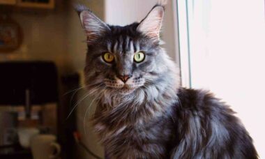 12 coisas a considerar antes de levar gato da raça Maine Coon pra casa