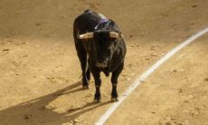 Vídeo impressionante: homem encara touro bravo e se dá muito mal (Foto: Pexels)