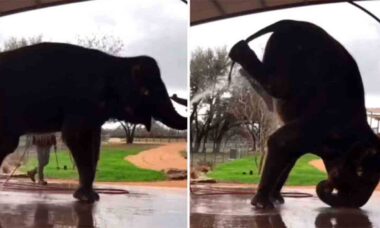 Vídeo hilário: elefante faz acrobacia para facilitar o banho (Foto: Instagram @calisthenics)