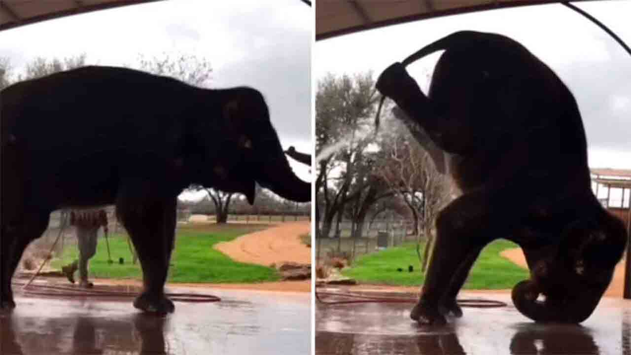 Lustiges Video: Elefant macht einen Handstand, um das Bad zu erleichtern (Foto: Instagram @calisthenics)