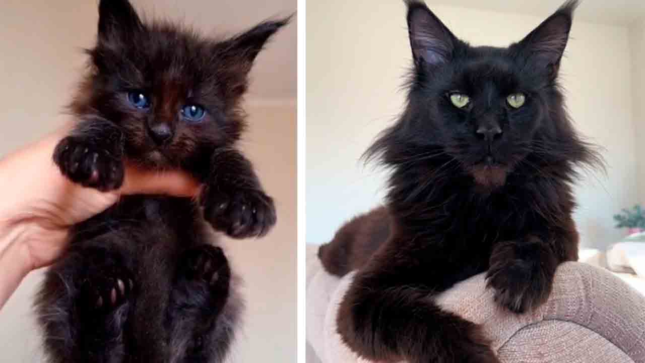 Treffen Sie Cobra, die gigantische Maine-Coon-Katze, die nicht aufhört zu wachsen (Foto: TikTok)