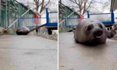 Vídeo hilário: tem pouca coisa mais engraçada do que uma foca se deslocando por terra. Foto: Instagram @seals3zo