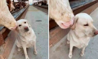 Vídeo fofo mostra vaca acariciando cachorro (Foto: Instagram @pup.videos)