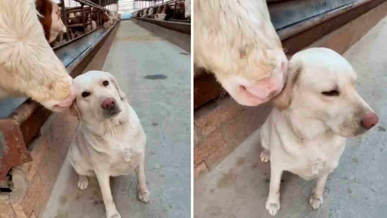 Vídeo fofo mostra vaca acariciando cachorro (Foto: Instagram @pup.videos)