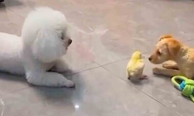 Vídeo fofo: cãezinhos ficam eufóricos ao ganhar pintinho de presente (Foto e vídeo: Instagram @bichon.official)