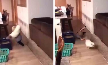 Vídeo hilário registra convivência nada pacífica entre gatos e crianças (Foto: Instagram @critterclips0001)