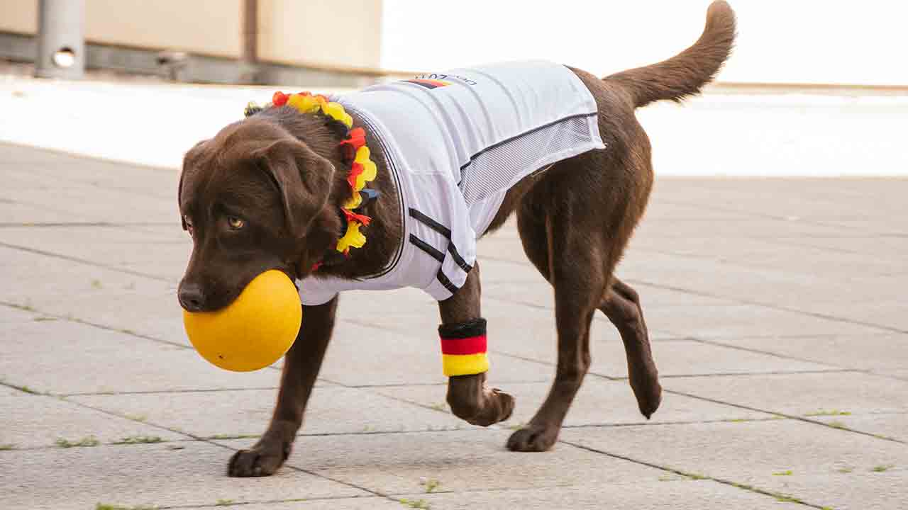 Expert enseigne 3 techniques pour apprendre de nouveaux tours à des chiens âgés. Photo : Pexels