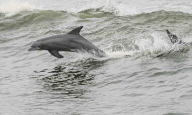 Vídeo registra golfinhos compartilhando ondas com surfistas. Foto: Pexels