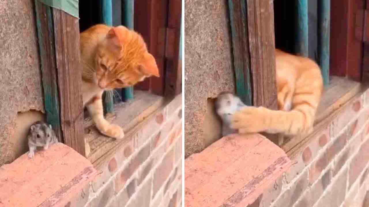  Vídeo de gato e rato começa com briga, mas tem final surpreendente (Foto: Instagram)