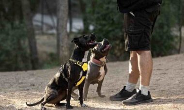 Adestrador ensina segredo simples para que seu cão sempre ouça e obedeça você