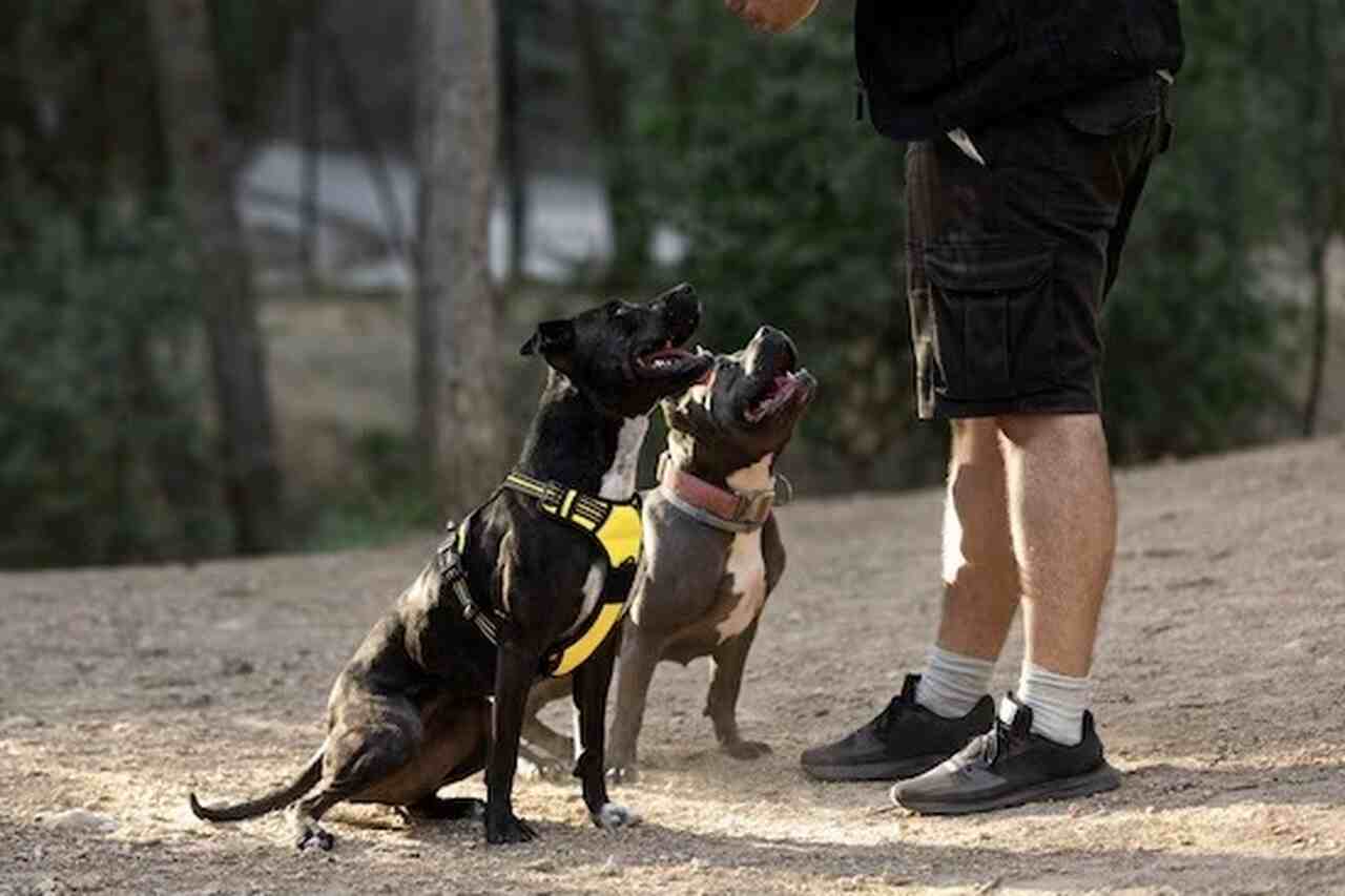 Adestrador ensina segredo simples para que seu cão sempre ouça e obedeça você