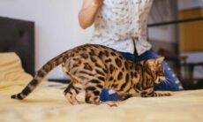 Entenda por que os gatos "caçam" luzes de laser