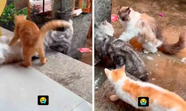 Vídeo impressionante registra briga generalizada entre gatos. Foto: Instagram @catclips.9lives