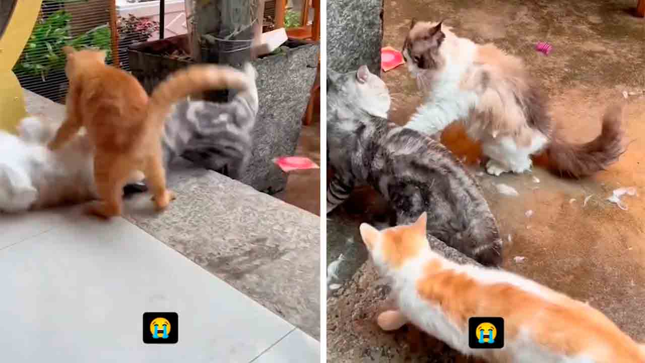 Lenyűgöző video rögzíti a macskák közötti hatalmas verekedést. Fotó: Instagram @catclips.9lives