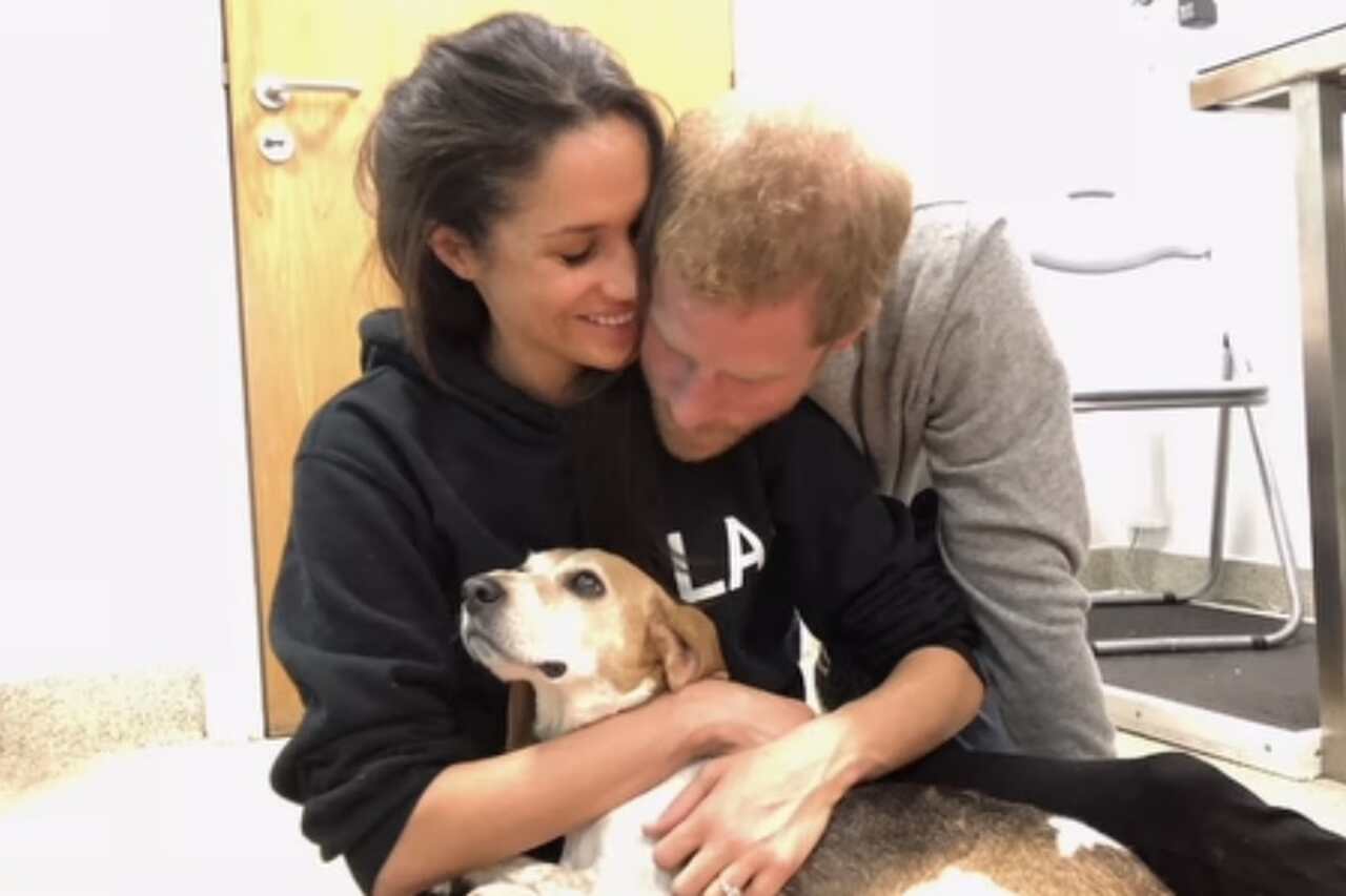 Meghan Markle sír a beagle kutyája, Guy mellett