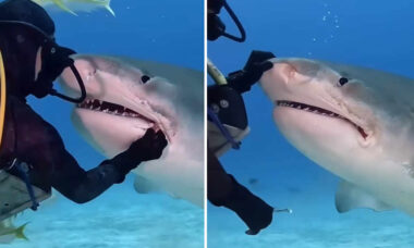 Vídeo mostra mergulhador corajoso limpando os dentes de um tubarão