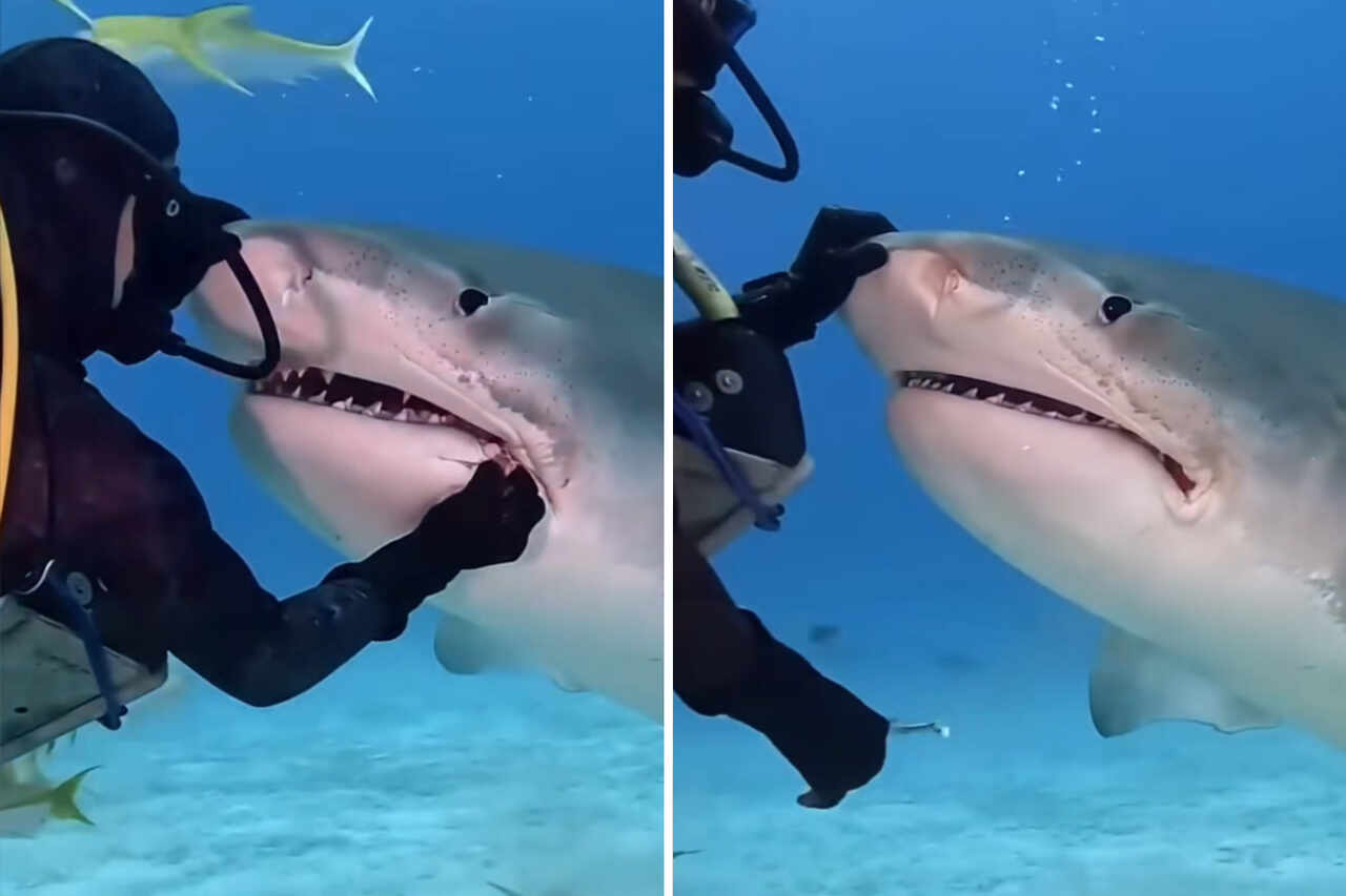 Vídeo mostra mergulhador corajoso limpando os dentes de um tubarão