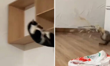 Vídeo impressionante registra os gatos mais destruidores que você já viu