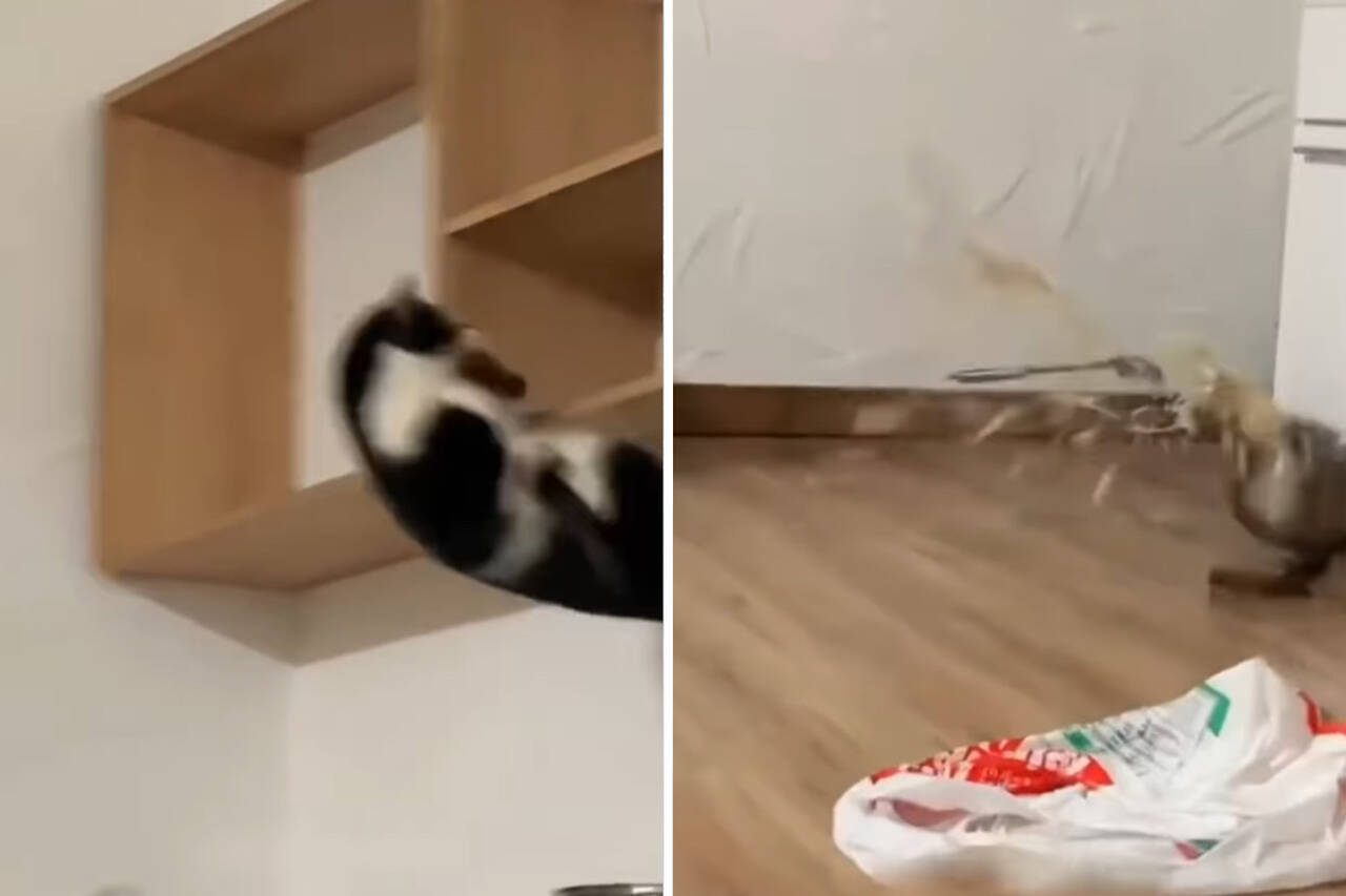 Vídeo impressionante registra os gatos mais destruidores que você já viu