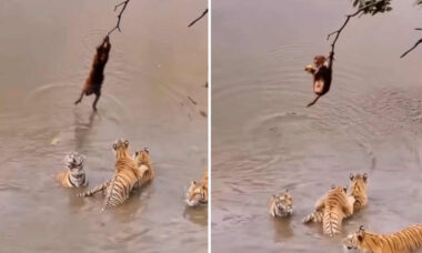 Vídeo impressionante: macaco corajoso resgata comida em rio infestado de tigres