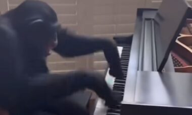 Vídeo hilário: chimpanzé faz performance frenética ao piano