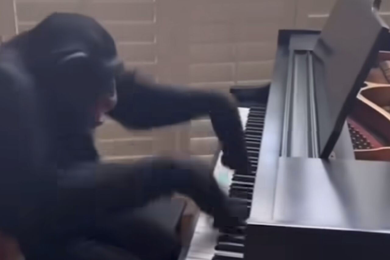 Vídeo hilário: chimpanzé faz performance frenética ao piano