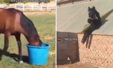 Vídeo hilário: coletânea registra cavalos em situações inusitadas