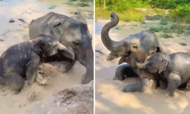 O vídeo adorável que mostra um filhote de elefante tomando um banho de lama com sua mãe está derretendo os corações dos internautas!