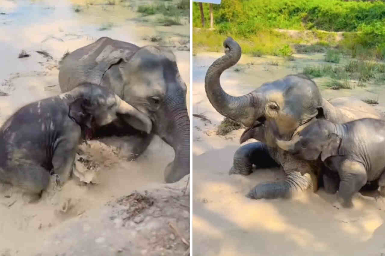 Vídeo fofo registra mãe e filhote de elefante tomando banho de lama