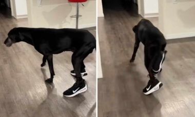 Vídeo hilário mostra cão desengonçado tentando andar de tênis