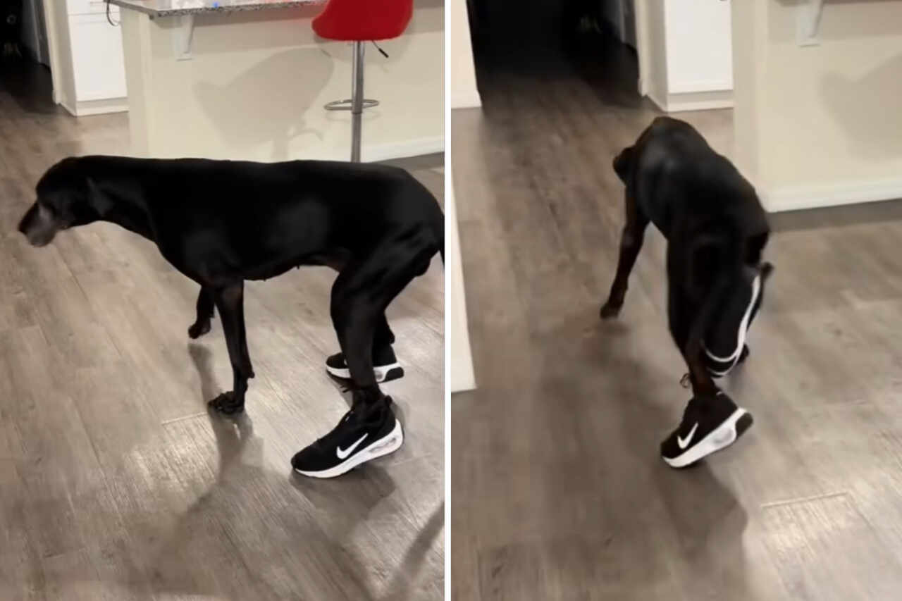Morsom video viser hund som kløner mens den prøver å gå med sneakers