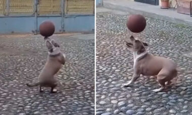 Vídeo hilário: conheça o cão mais habilidoso com a bola de que se tem notícia