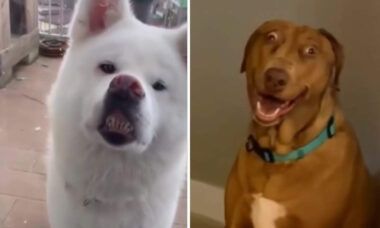 Vídeo hilário: confira os cães com os sorrisos mais bizarros do planeta