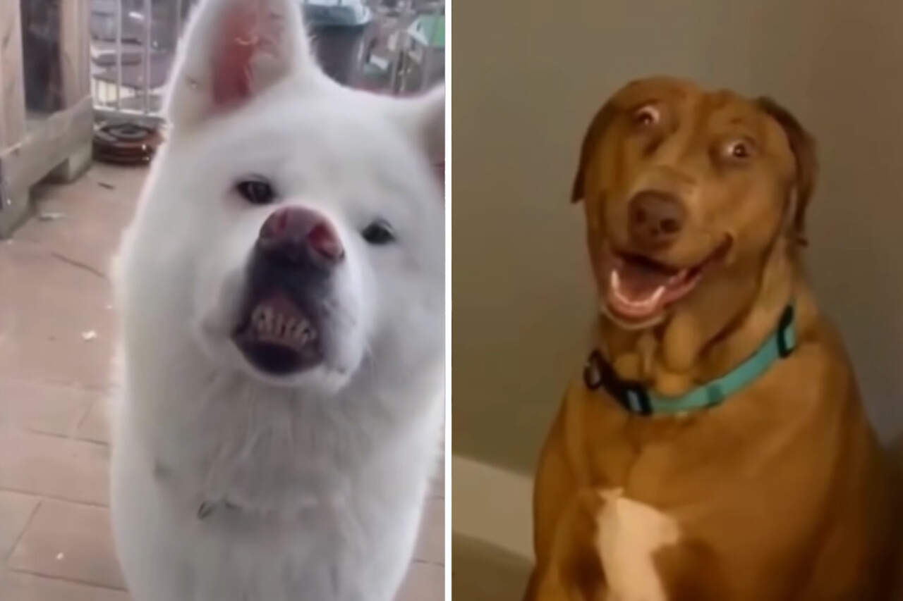 Vídeo hilário: confira os cães com os sorrisos mais bizarros do planeta