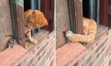 Vídeo de gato e rato começa com briga, mas tem final surpreendente