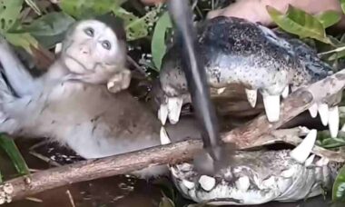 Vídeo impressionante mostra homem tentando tirar macaco da boca de crocodilo