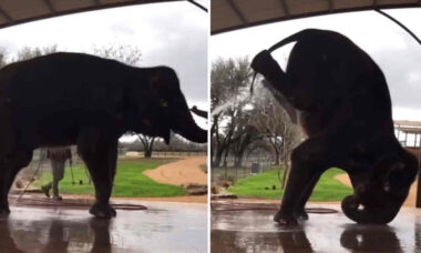 Vídeo hilário: elefante faz acrobacia para facilitar o banho