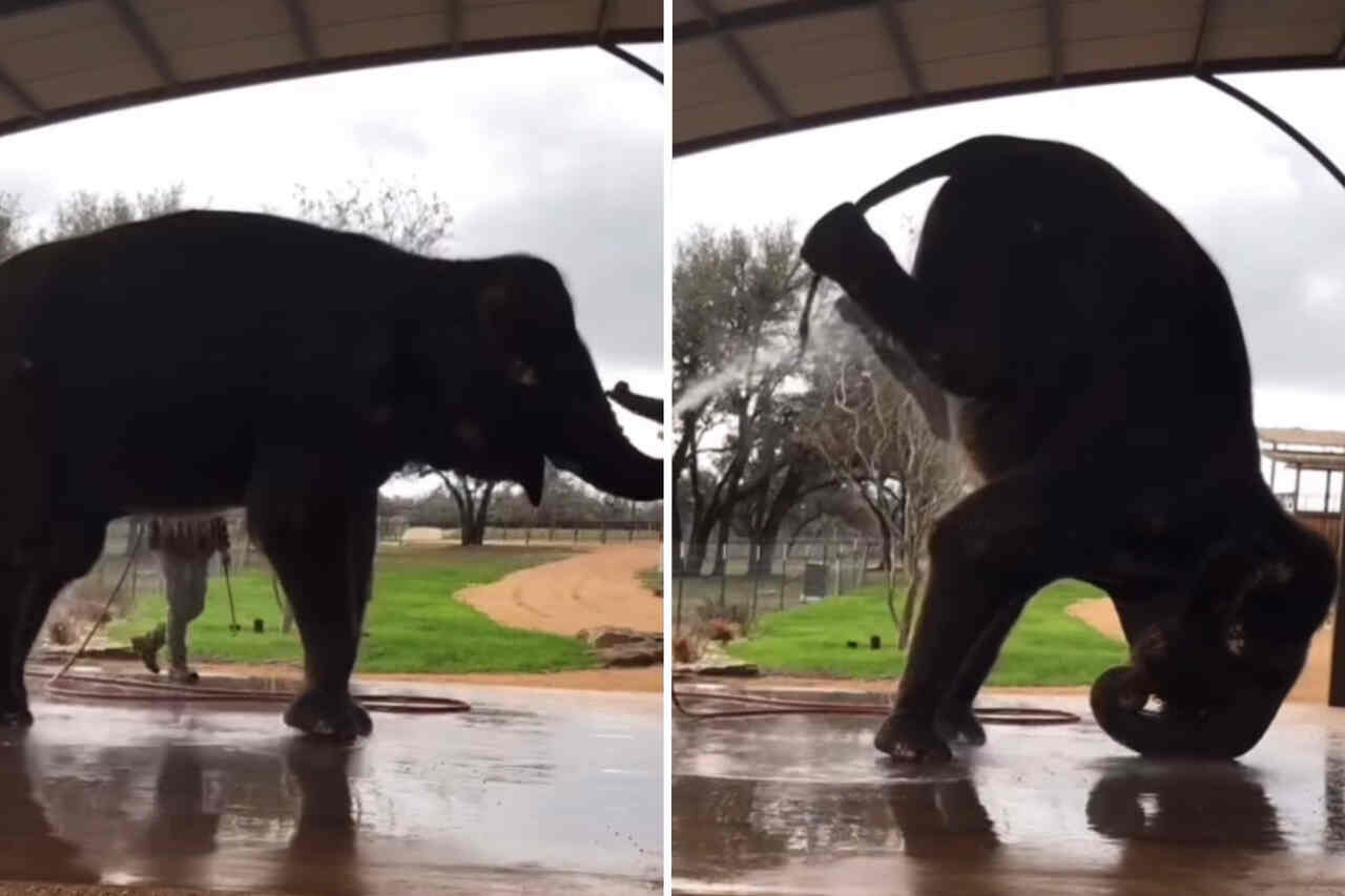 Vídeo hilário: elefante faz acrobacia para facilitar o banho