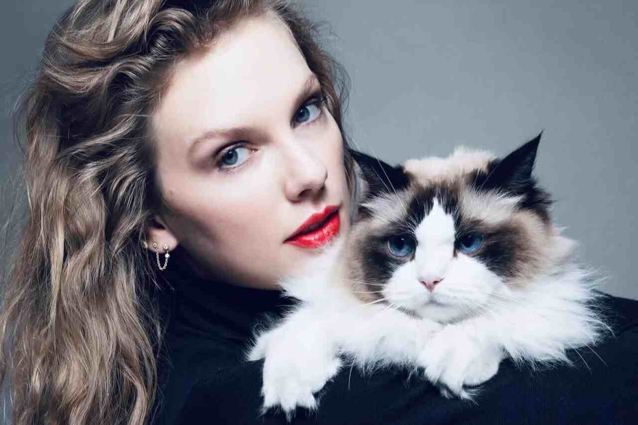 Patrimônio dos gatos de Taylor Swift chega a valores estratosféricos; saiba quanto