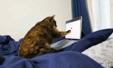 Por acidente, gato envia carta de demissão da dona, que agora está desempregada