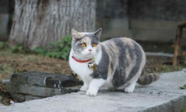 Especialista enumera 3 razões para você nunca usar coleira em seu gato