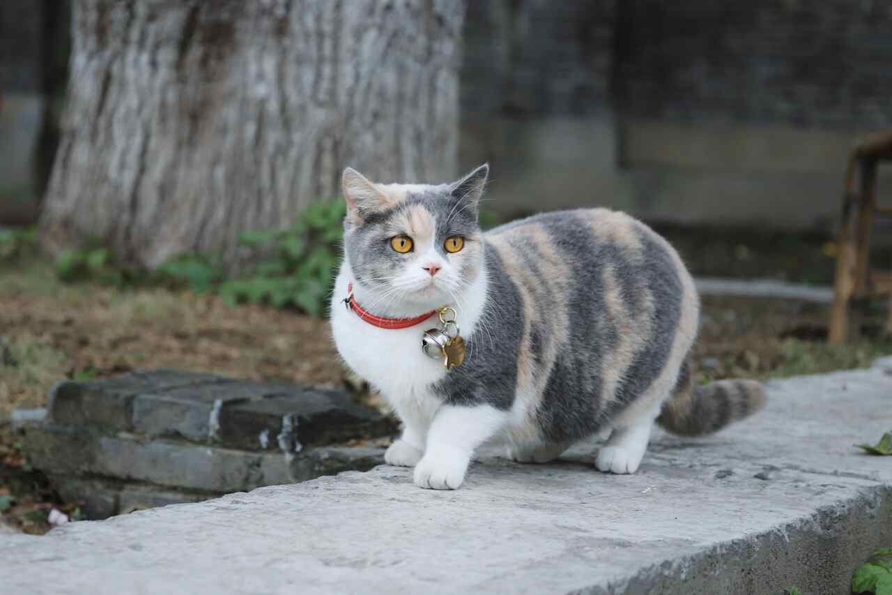 Especialista enumera 3 razões para você nunca usar coleira em seu gato