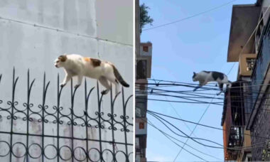 Vídeos registram gatos realizando missões impossíveis