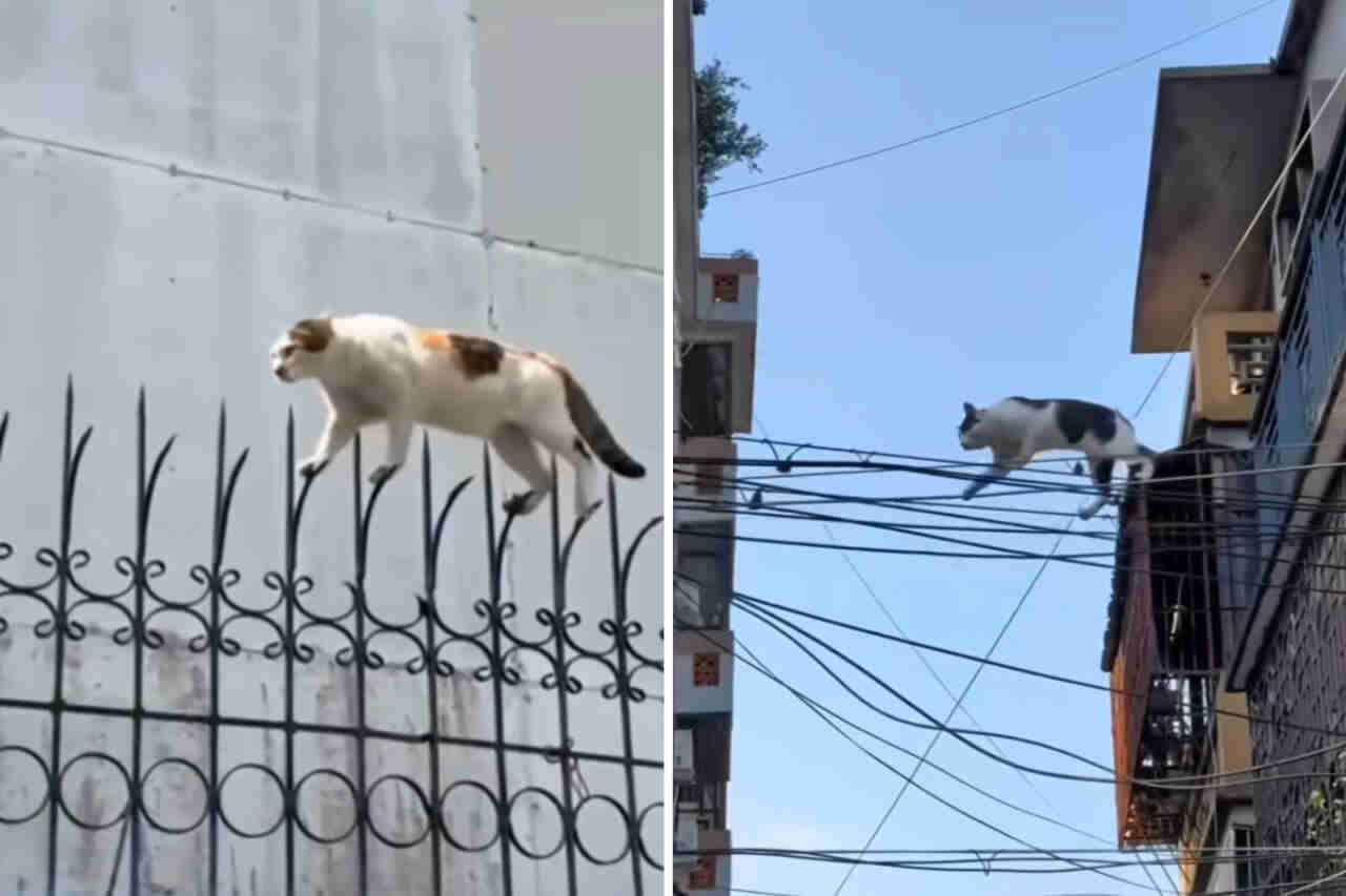 Vídeos registram gatos realizando missões impossíveis