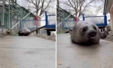 Vídeo hilário: tem pouca coisa mais engraçada do que uma foca se deslocando por terra