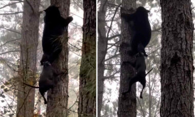 Vídeo mostra urso desesperado subindo árvore para tentar escapar de mordida de cão