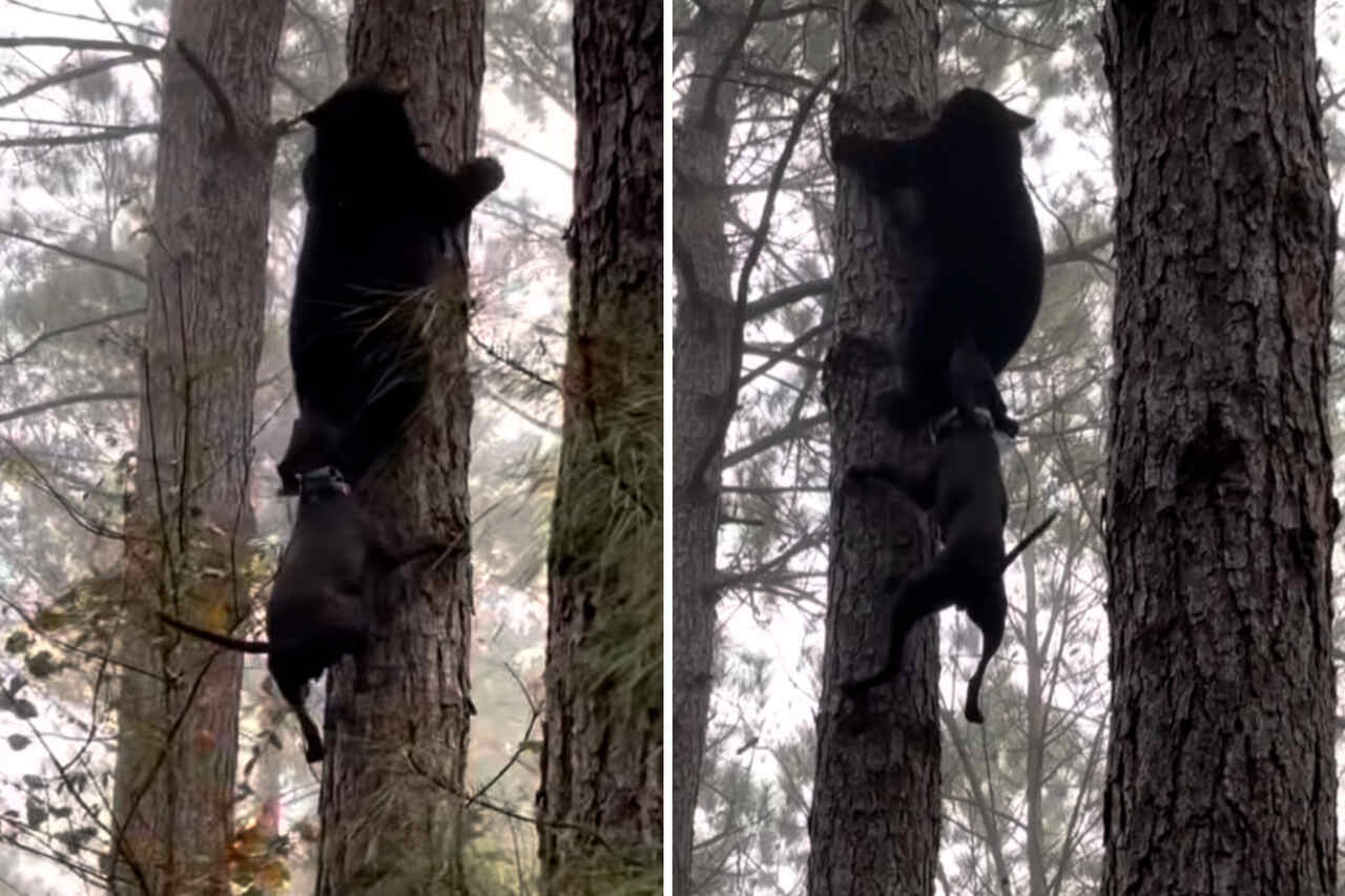 Vídeo mostra urso desesperado subindo árvore para tentar escapar de mordida de cão