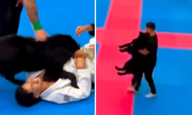 Vídeo hilário: pensando que o dono estava apanhando, cão interrompe torneio de jiu-jitsu